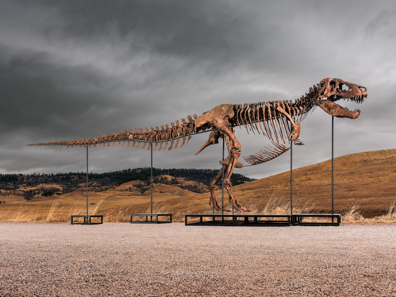This undated photo provided by Sotheby's on Tuesday, shows "Gus," one of the largest and most complete Tyrannosaurus rex specimens ever discovered.  AP-Yonhap