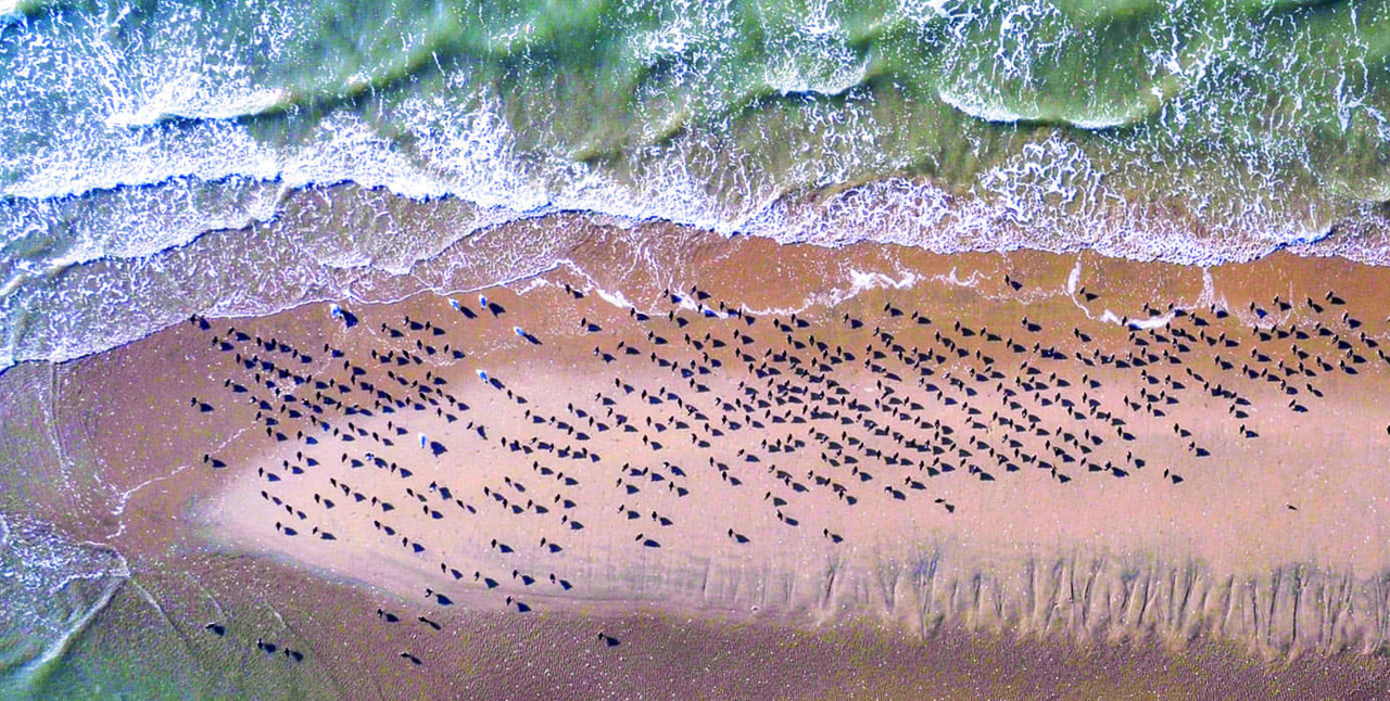 Getbol, Korean tidal flats (Ministry of Oceans and Fisheries)