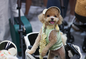 Fur is in at K-Pet Fair Seoul