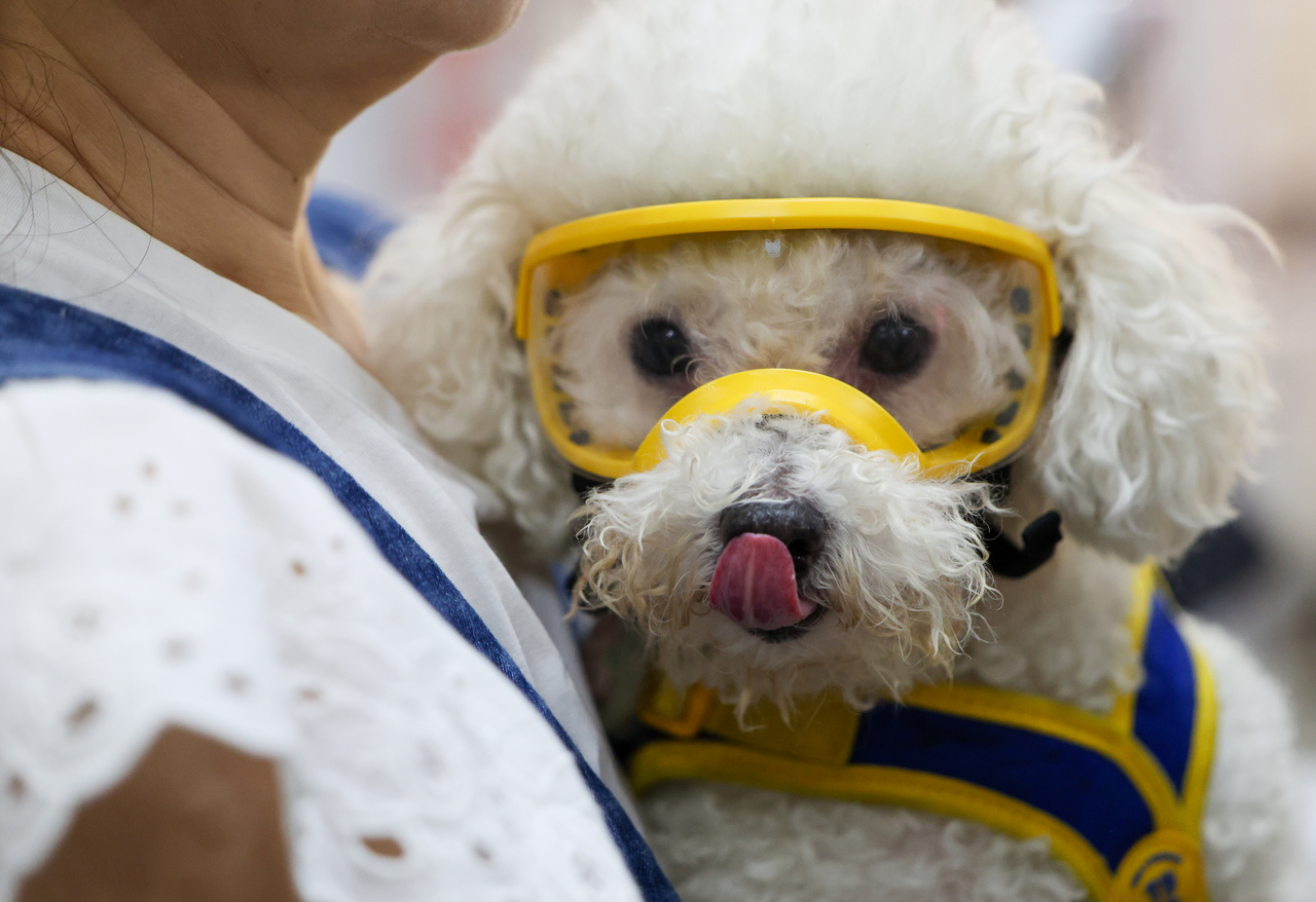 A dog wearing yellow goggles is carried through K-Pet Fair Seoul on Friday. (Newsis)
