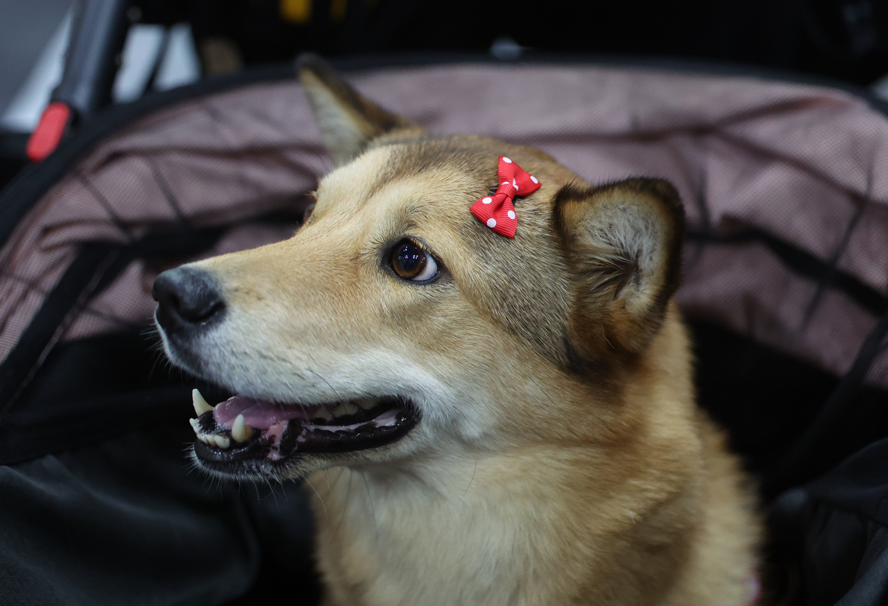 A dog wearing a red bow sits in a stroller at K-Pet Fair Seoul at Coex in southern Seoul on Friday. (Newsis)