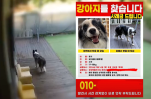 Pet hotel claimed dog escaped. Owner later learned it had died there