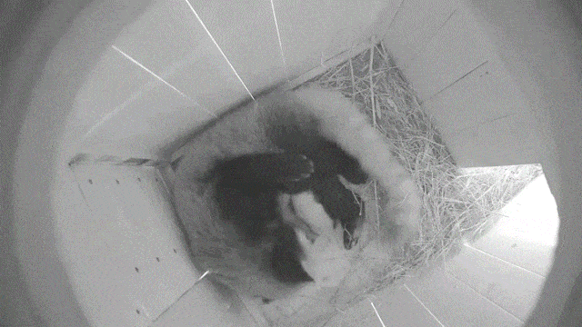 Red panda Lavi rests with her newborn twin cubs. (Seoul Metropolitan Government)