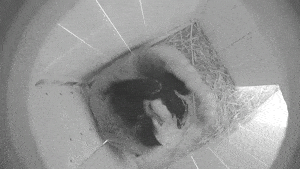 Red panda twins born in Korea’s first successful natural breeding