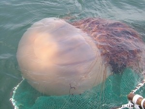 Venomous jellyfish sightings quintuple off Korean coast