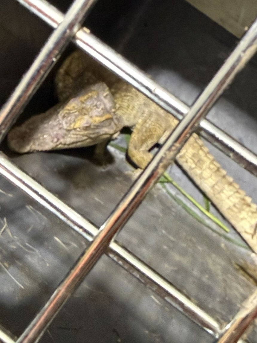 This photo distributed to local media shows the crocodile captured in the Soyang Stream in Yeoju, Gyeonggi Province, on Saturday, which was later identified as an endangered Siamese crocodile. (Gyeonggi Province Fire and Disaster Headquarters)