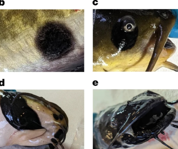 호수에서 잡힌 메기에 번진 검은 반점을 확인 할 수 있다. [국제학술지 네이처(Nature) 2026년호]
