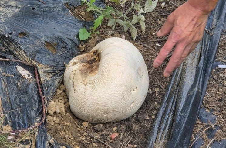 A giant daenggual mushroom found at the foot of Mount Jiri in Namwon, North Jeolla Province. (Namwon City)