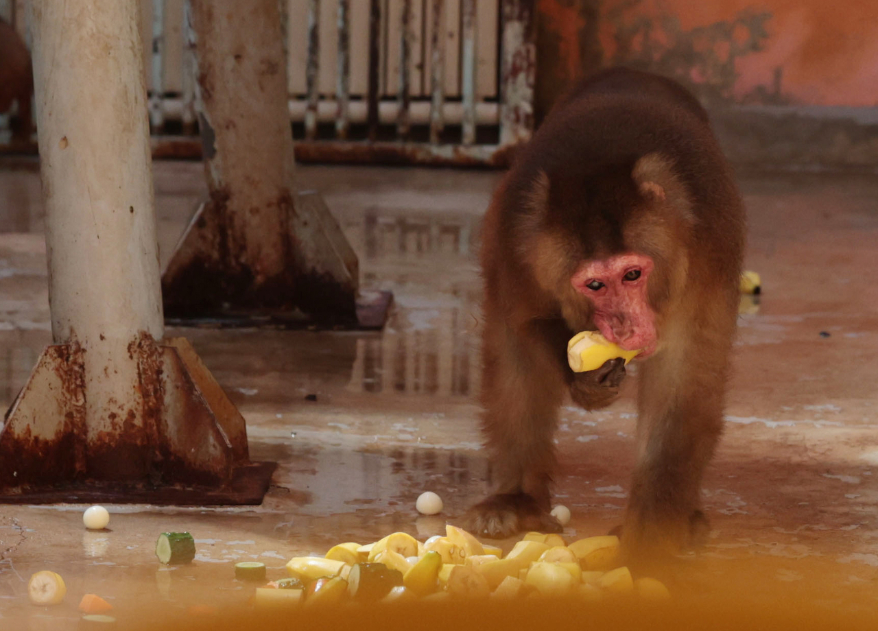 A monkey snacks on fresh bananas while enjoying a cool breeze from a fan. (Yonhap)