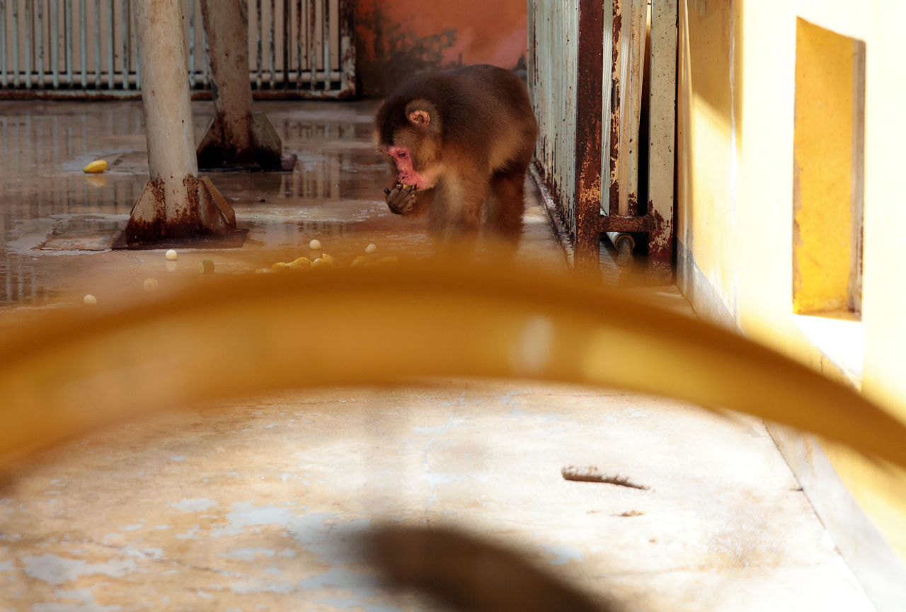 A fan spins inside the monkeys’ enclosure to help keep it cool. (Yonhap)