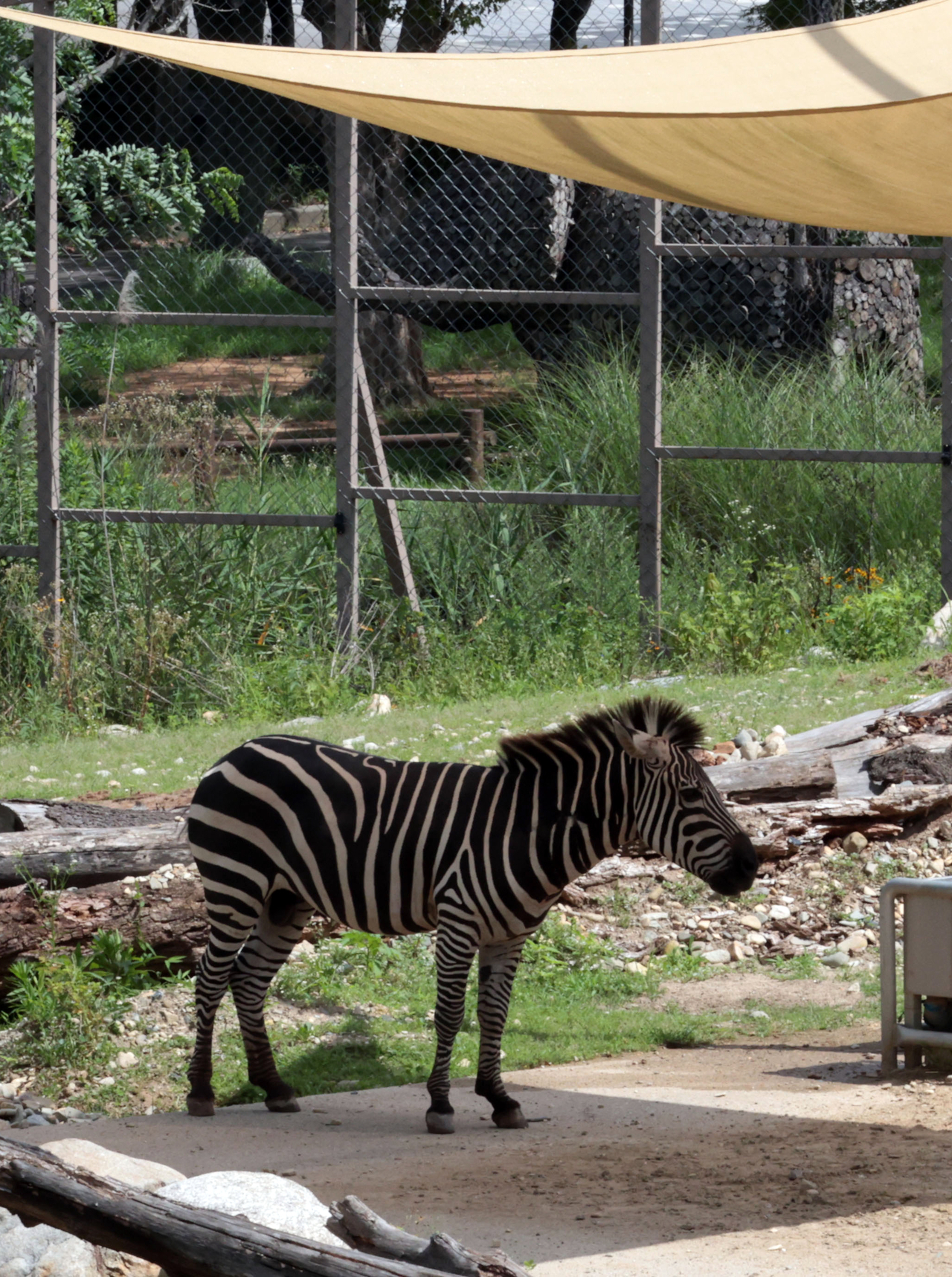 A zebra, motionless in the shade, escapes the summer heat. (Yonhap)