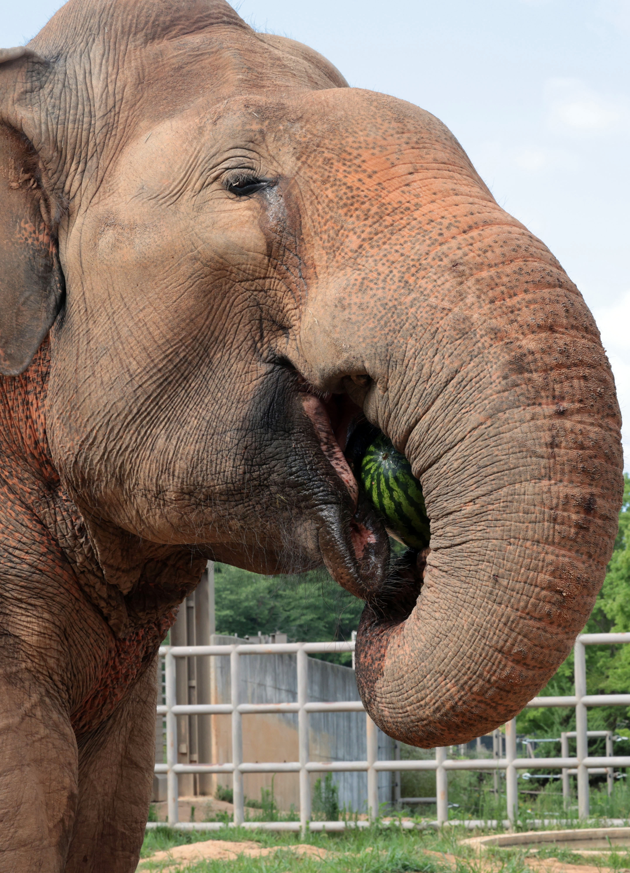 Kkamdori enjoys his watermelon. (Yonhap)