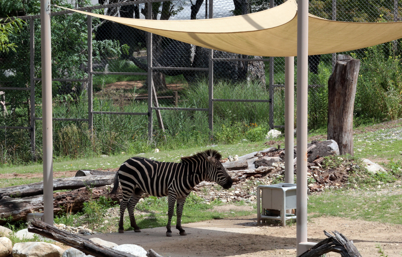 A zebra rests in the shade at Jeonju Zoo amid heat wave warnings in the region. (Yonhap)