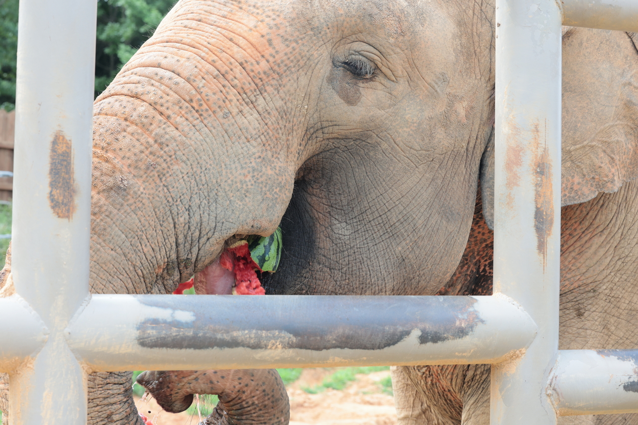 After his third watermelon, Kkamdori, apparently satisfied, turned and walked away. (Yonhap)