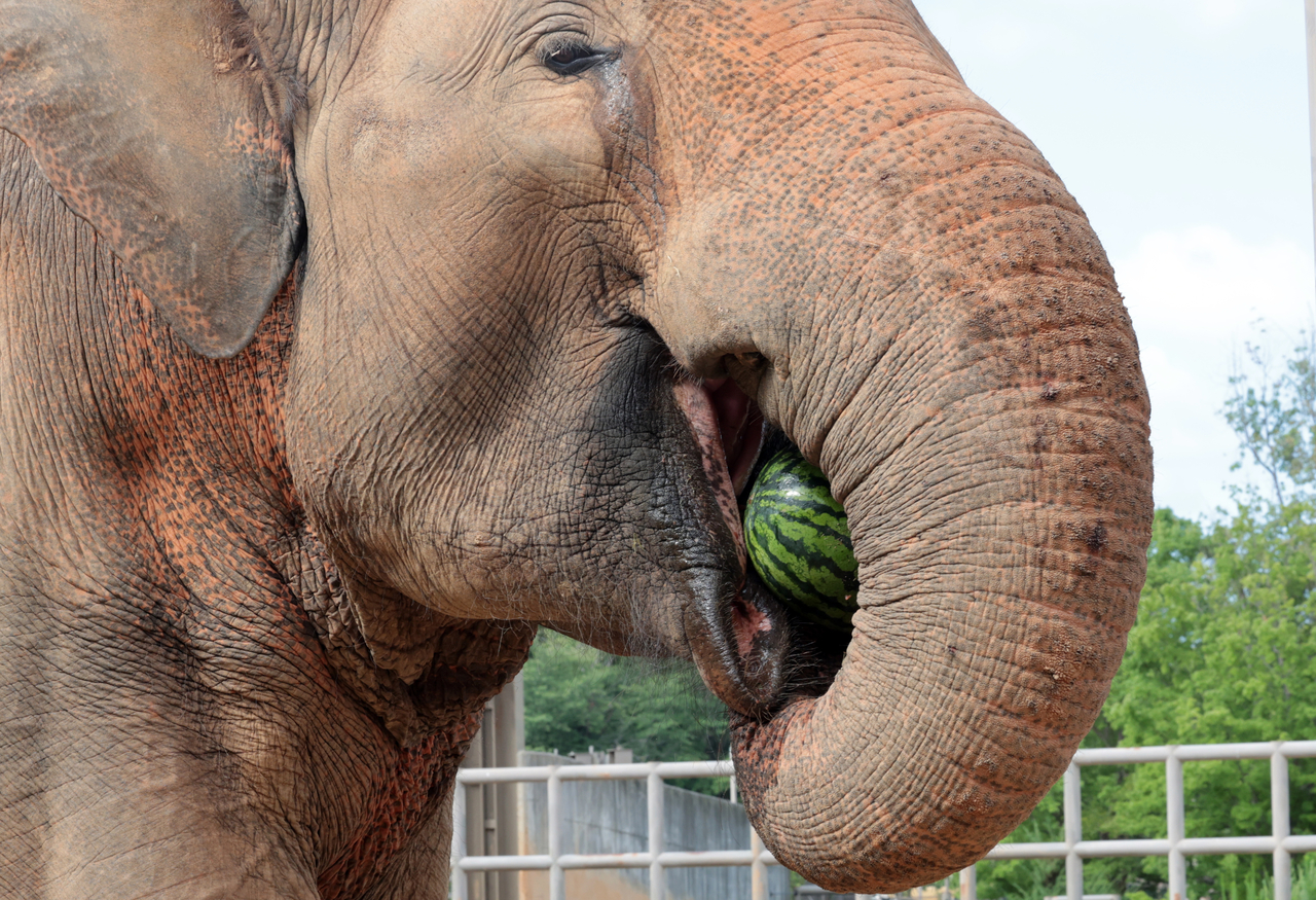 Kkamdori devours a watermelon whole. (Yonhap)