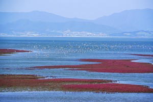 World Heritage map expands for South Korea's tidal flats