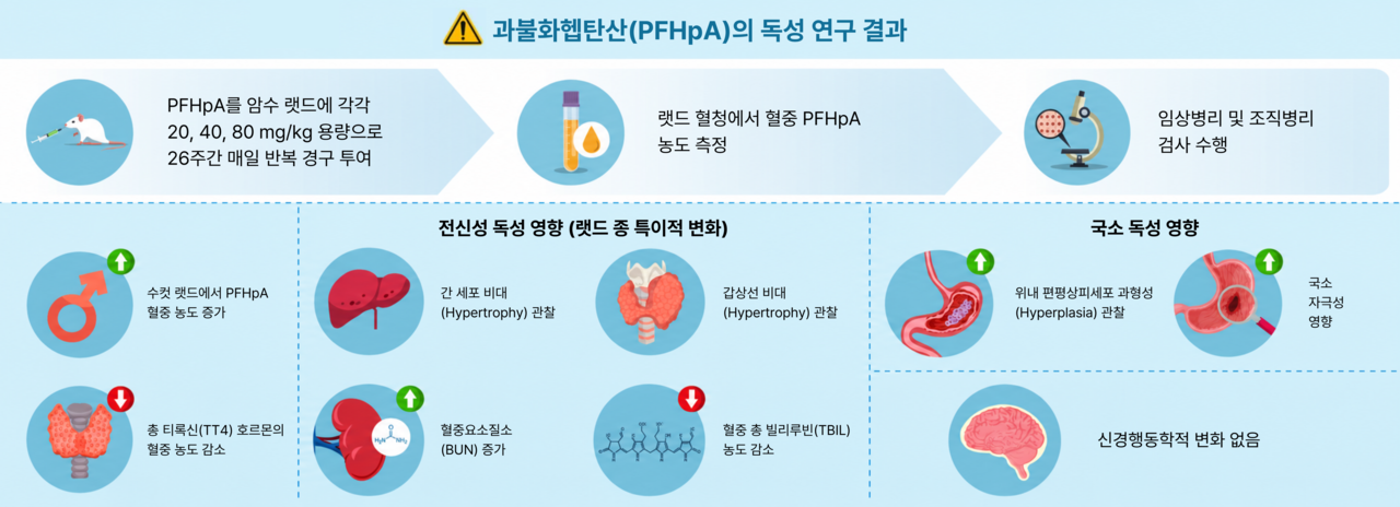 랫드를 이용한 PFHpA의 26주 반복투여 독성 평가 모식도.[국가독성과학연구소 제공]