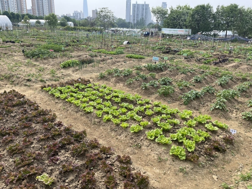 서울 송파구가 농작업으로 인한 건강 이상을 조기에 발견하고 예방하고자 여성농업인을 대상으로 특수건강검진 지원사업을 벌인다. 사진은 여성농업인이 많이 활동하는 주말농장. [송파구 제공]