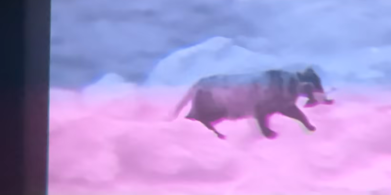 A screenshot from Kim Eo-jin's YouTube channel of a cat walking on Mara-do after successfully hunting a bird. (Screen Capture from YouTube: @KoreanBirder)
