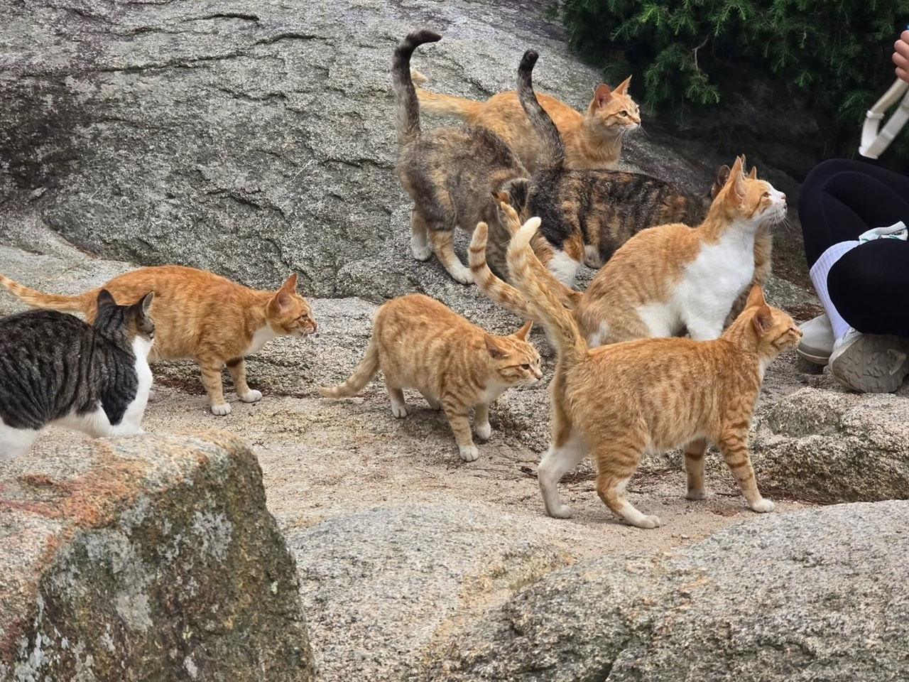 A group of stray cats on Yongbongsan mountain (Hongseong County Council)