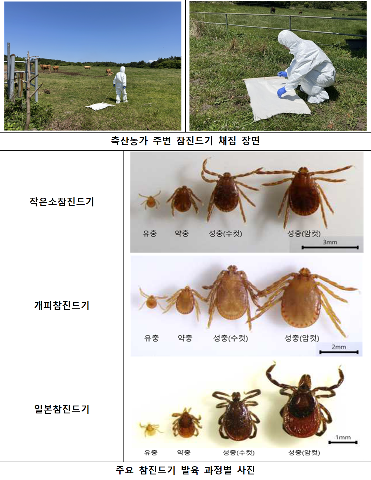 축산농가 주변에서 채집한 진드기. [농림축산검역본부 제공]