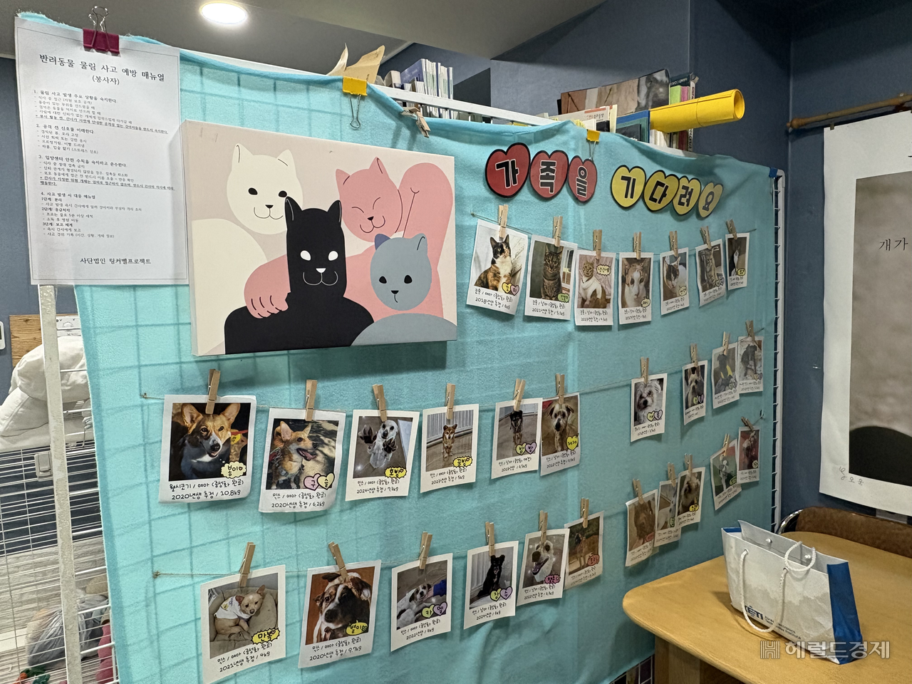 서울 강서구 팅커벨 입양센터에는 유기견 15마리와 유기묘 10마리가 지내고 있다. 윤승현 수습기자