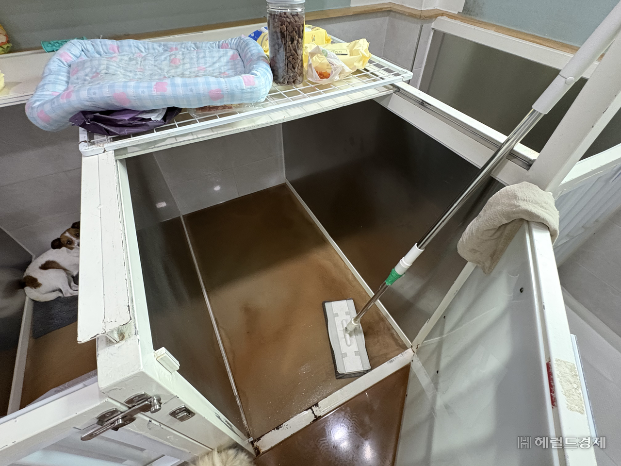 30일 오전 서울 강서구 팅커벨 입양센터. 1m 채 되지 않는 낮은 견사 벽면과 바닥을 청소하다 보면 금세 땀이 흐른다. 윤승현 수습기자