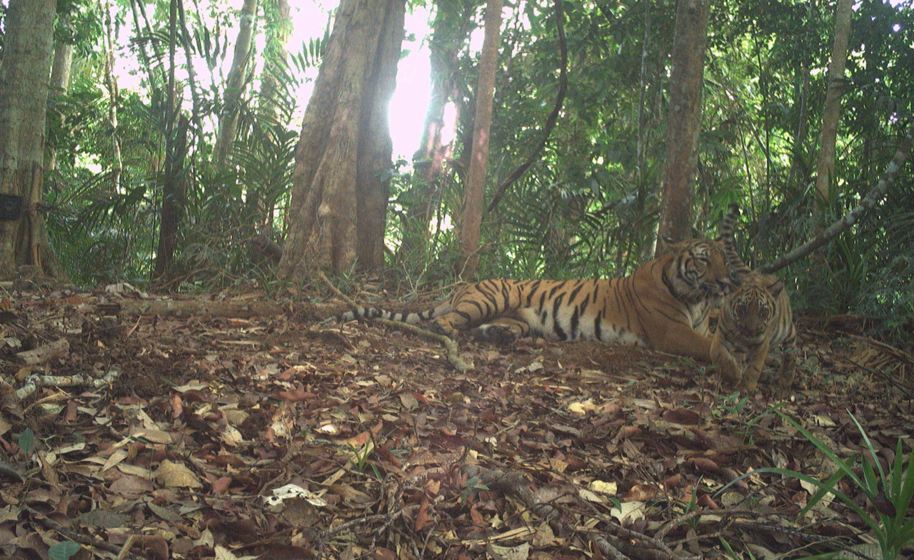보전구역에 설치된 카메라 트랩에 포착된 호랑이 가족.[WWF 제공]