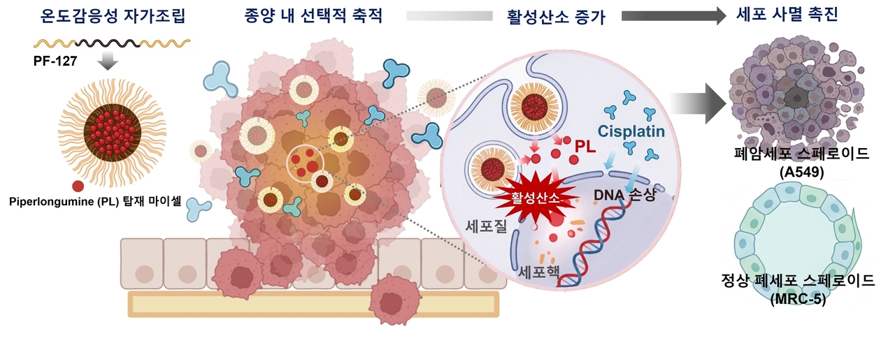 The operating mechanism of the polymer nano-drug delivery system for selective lung cancer treatment. [Provided by GIST]