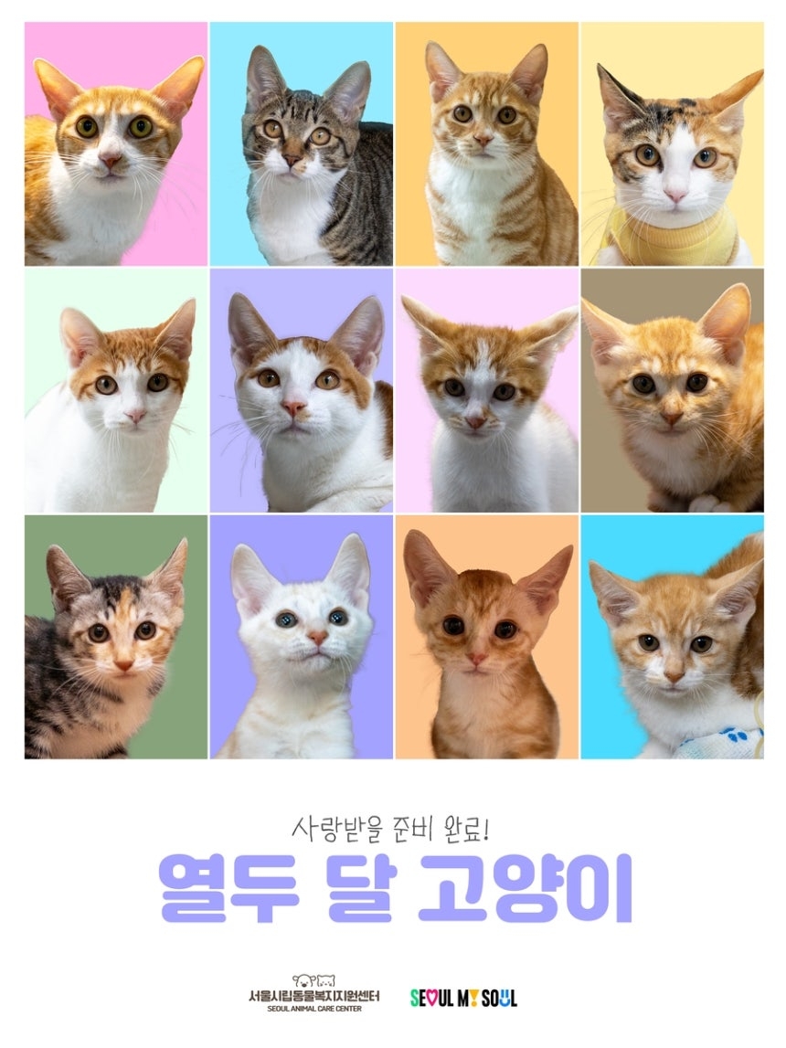 서울시가 공개 입양을 진행 중인 새끼 고양이 12마리 얼굴 포스터. [서울시 제공]