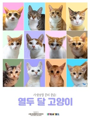 “한 가정서 구조된 12마리 새끼고양이, 새 가족을 구해요”