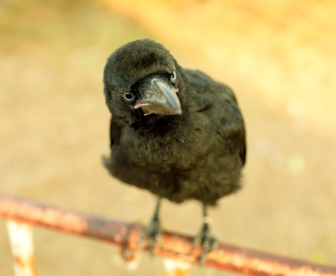 A crow [123rf]