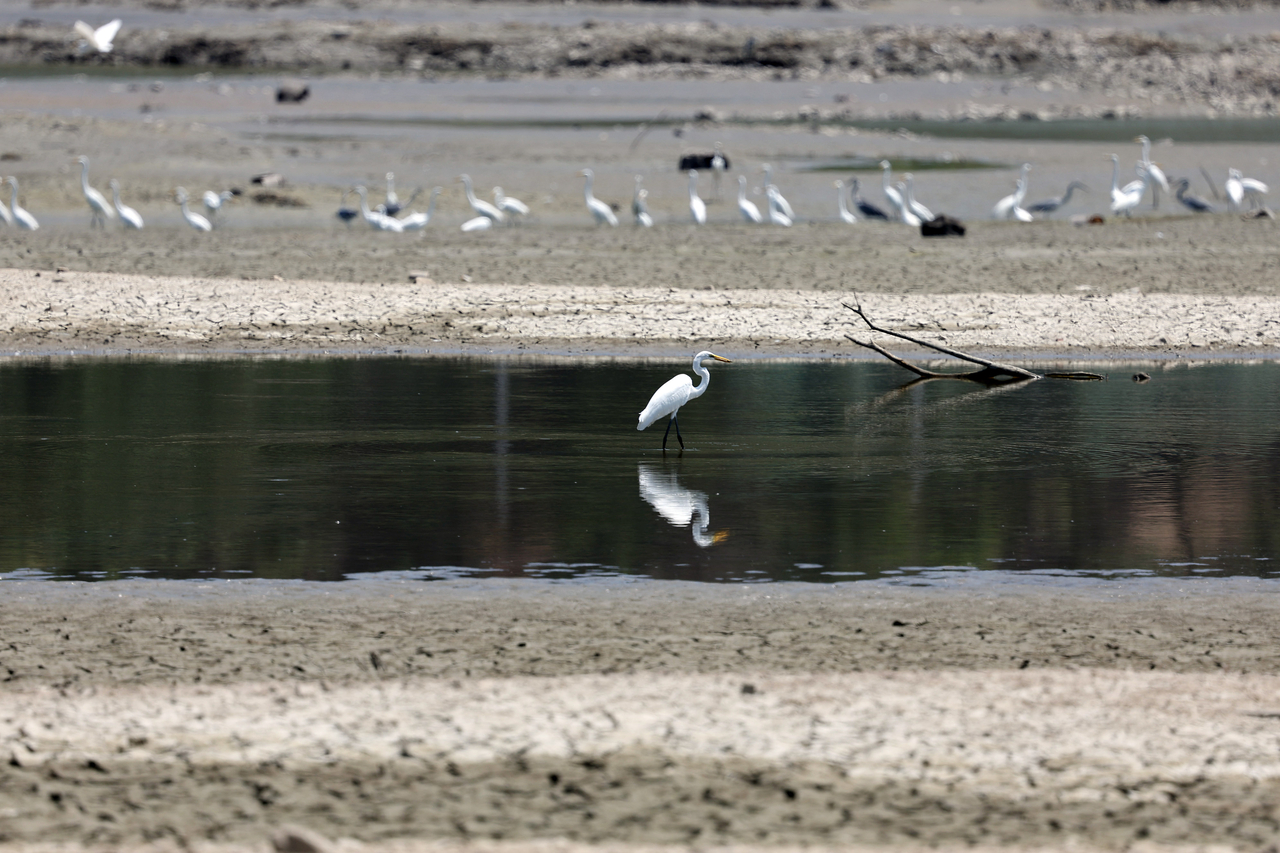A reservoir in Gyeongju, North Gyeongsang Province, has been reduced to small pools amid an ongoing drought and heat wave, as the city recorded 40.2 degrees Celsius on Sunday. (Yonhap)