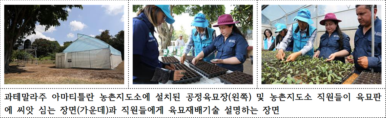 농촌진흥청이 과테말라 농가에 육묘 등 K-농업기술을 보급하고 있다. [농촌진흥청 제공]