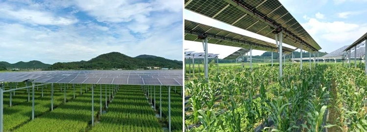 A Paru agrivoltaic solar installation in Yeonggwang and Yeongam-gun, South Jeolla Province.
