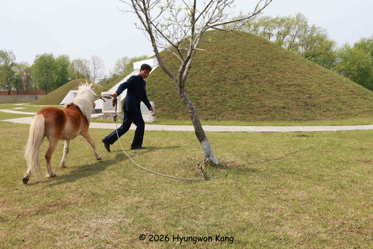 Yun Myongchol, a head researcher at the Rangnangguk Museum, untangles a horse after its leash became wrapped around a tree near the reconstructed outdoor tombs in Pyongyang. The horses serve as the museum’s lawn mowers. (Hyungwon Kang)