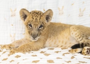 Baby lion 'Raon' makes public debut at Everland