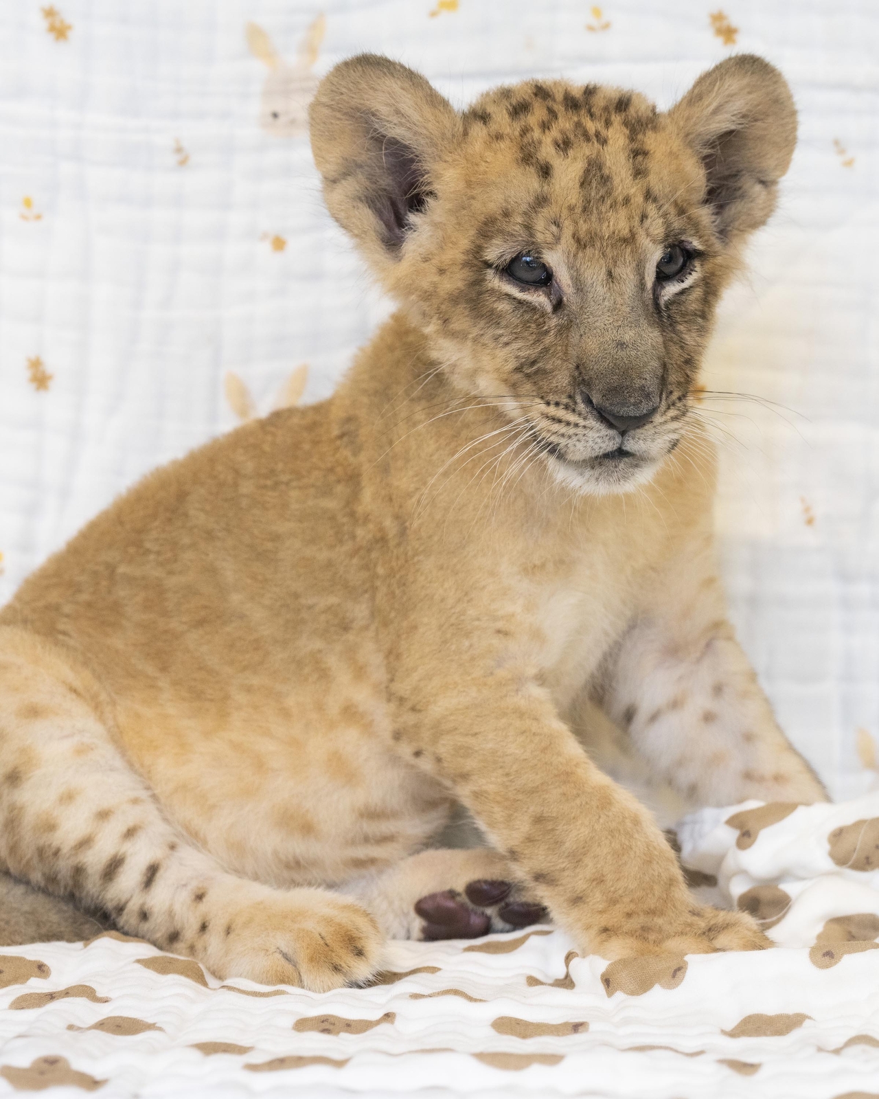 Raon, a lion cub born on June at Everland's Safari World (Yonhap)