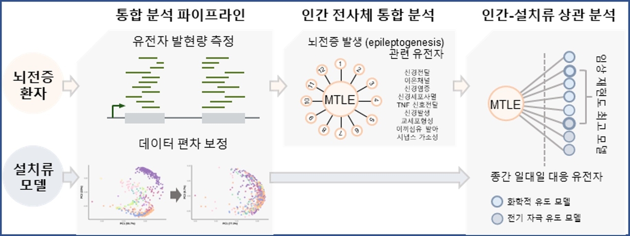 뇌전증환자와 동물모델 데이터를 분석하는 과정.[세브란스병원 제공]