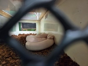 속옷에 몰래 숨긴 거북이 스트레스로 폐사…멸종위기종 밀수 MZ 일당 잡혔다 [세상&]