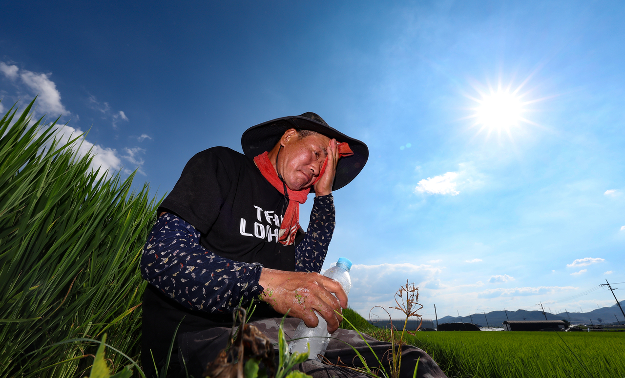 A farmer takes a break after removing weeds under the scorching sun in a rice paddy in the southeastern city of Daegu on Thursday, a day before "ipchu," the traditional marker of the beginning of autumn. (Yonhap)