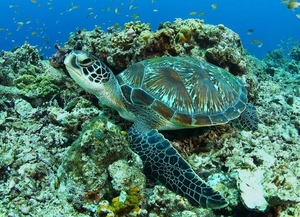 After saving Gangneung's lone dolphin, Aqua Planet sets sea turtles free off Jeju