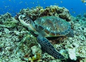 After saving Gangneung's lone dolphin, Aqua Planet sets sea turtles free off Jeju