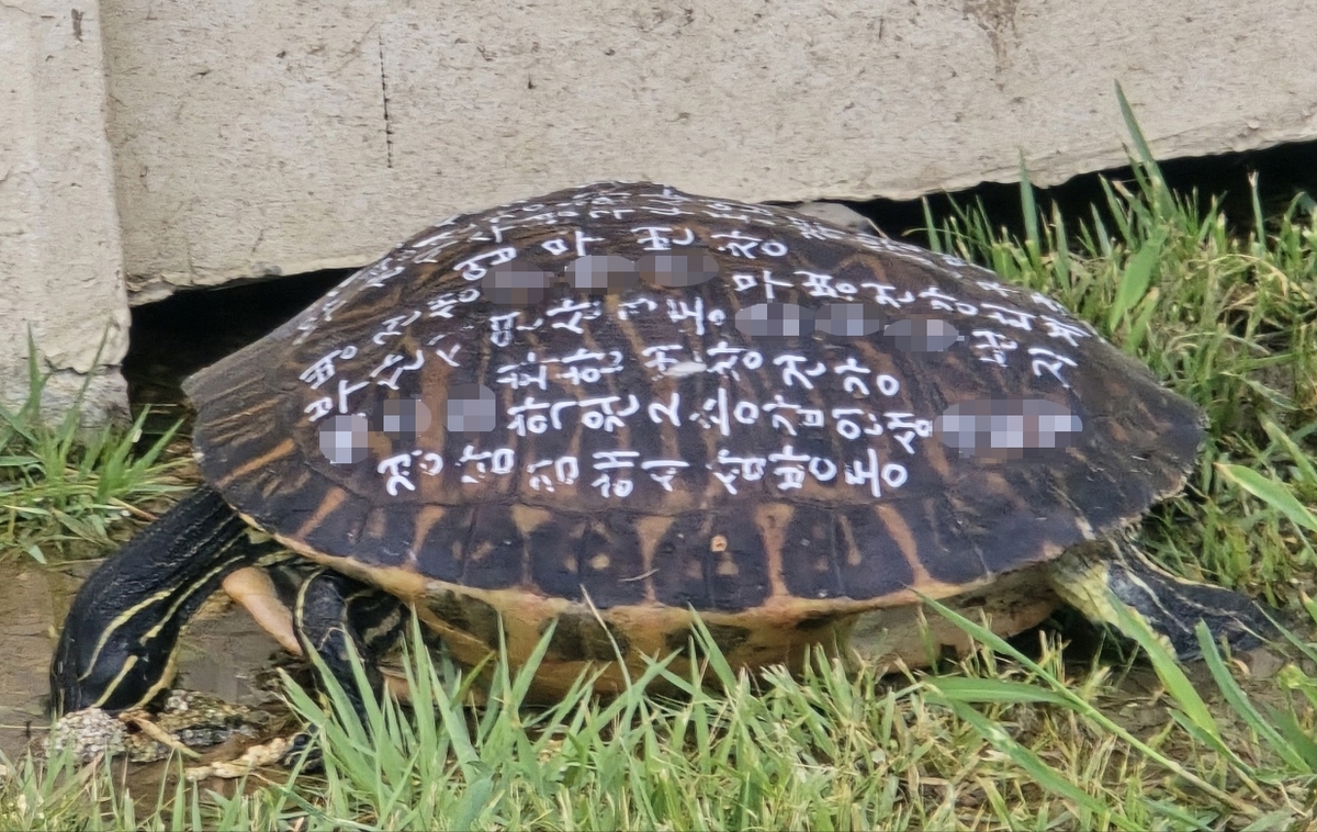 A turtle with wishes and addresses written on its shell was found on the Busan coast. (Yonhap)