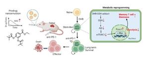 Korean, US researchers develop oral nanomedicine for cancer treatment