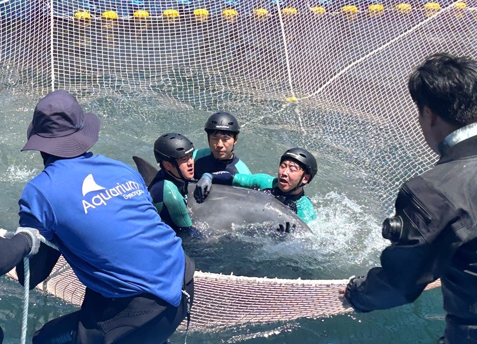 Aqua Planet aquarists take part in the rescue of Anmoki. (Aqua Planet)