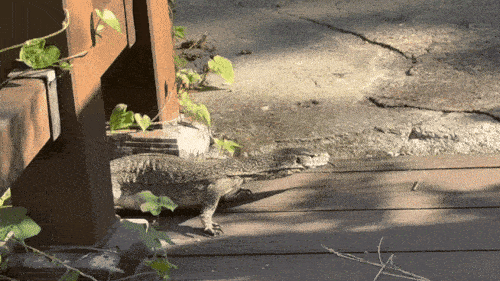 This video shows the large lizard witnessed at an apartment complex in Suwon, Gyeonggi Province. (Yonhap)