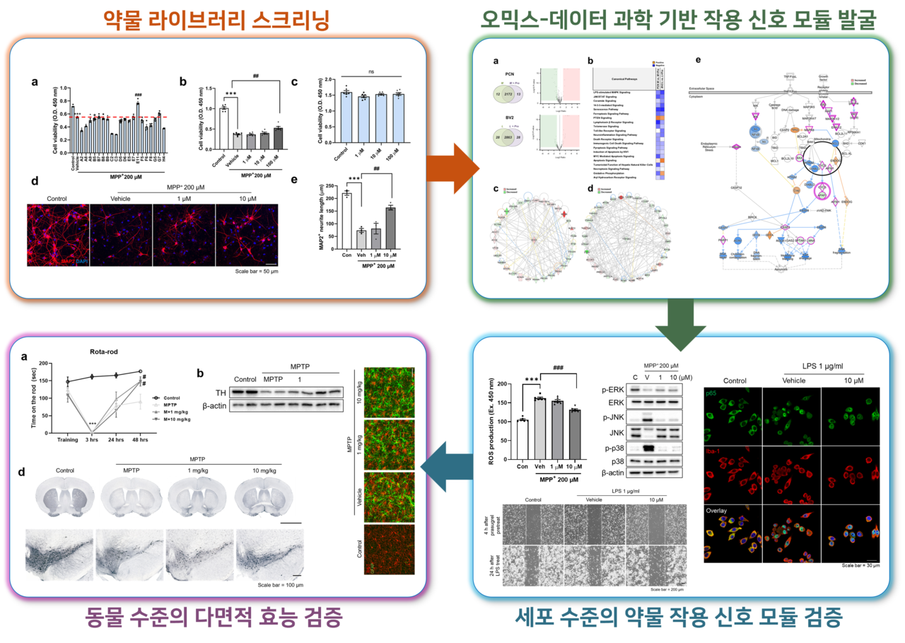 오믹스-데이터 과학 기반 분자 기전 규명을 통한 새로운 파킨슨병 치료 물질 제시.[한국뇌연구원 제공]