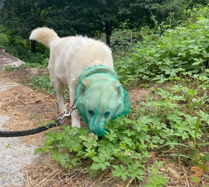 A dog wearing onion packaging over its head (Threads)