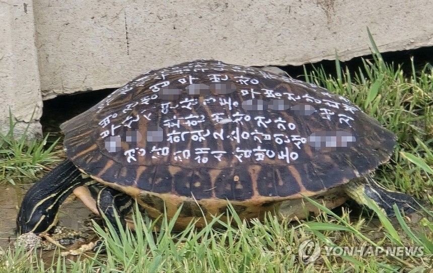 A turtle found at a resort in Gijang-gun, Busan [Yonhap]